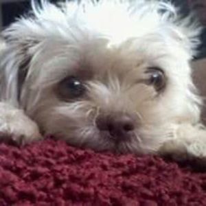 Meet your Posher, Hettie